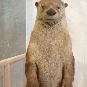 Meet your Posher, Elysia